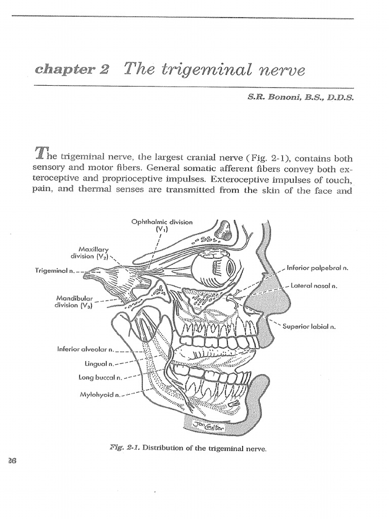 Trigeminal Nerve-1 | PDF