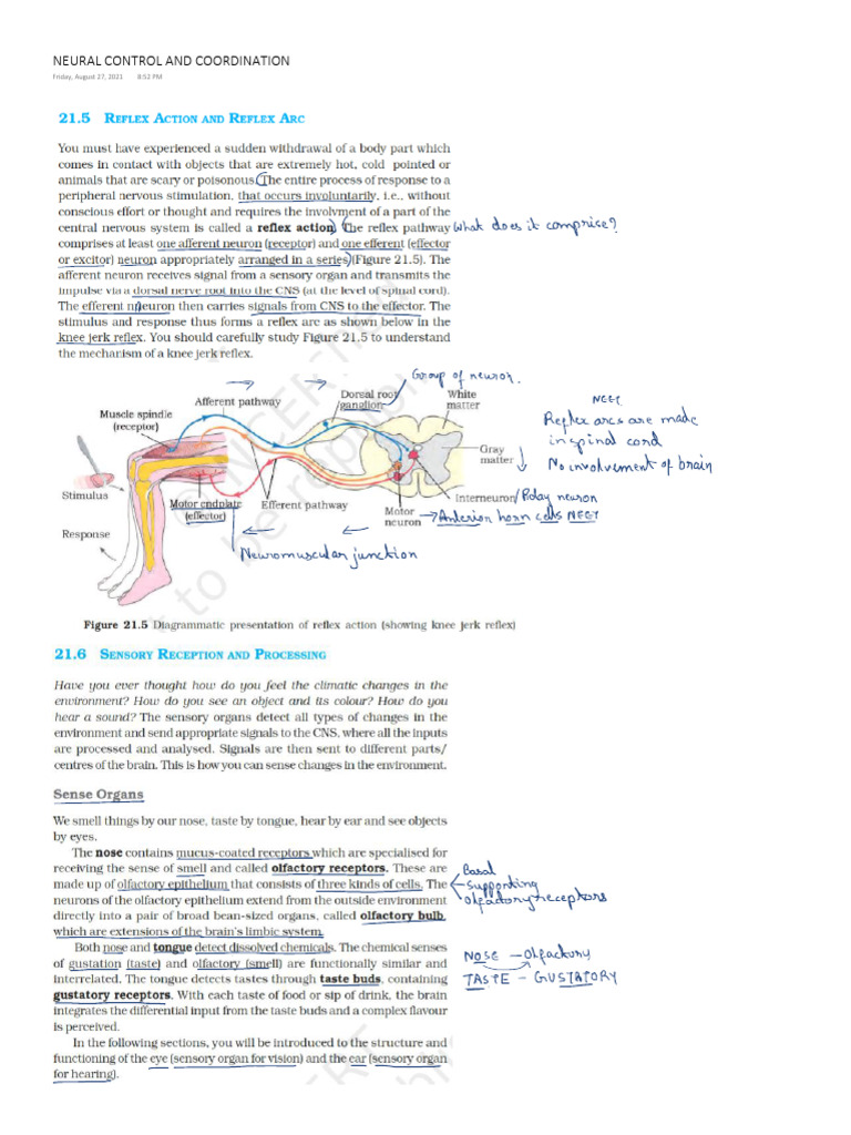 Neural Control and Coordination Onenote | PDF | Home & Garden