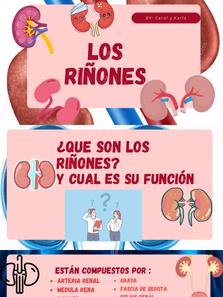 Funciones y Estructura de los Riñones | PDF