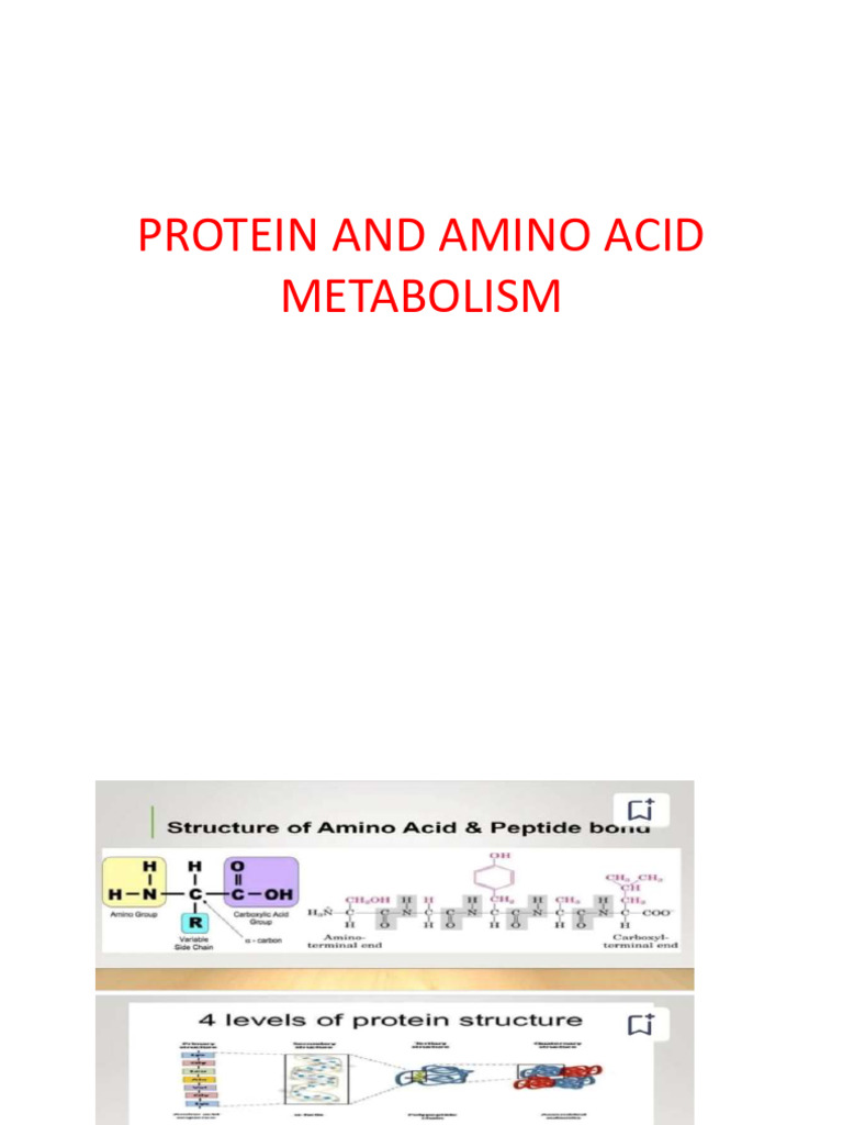 Protein and Amino Acid Metabolism New | PDF