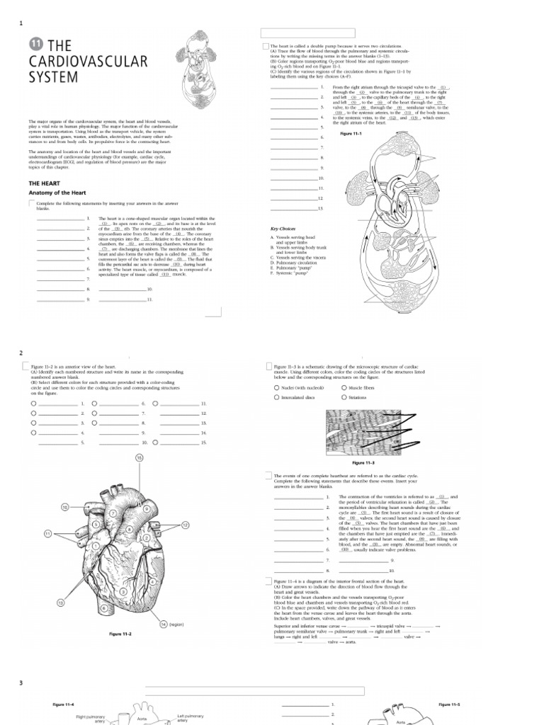 Heart Anatomy and Function Overview | PDF | Atrium (Heart) | Heart Valve