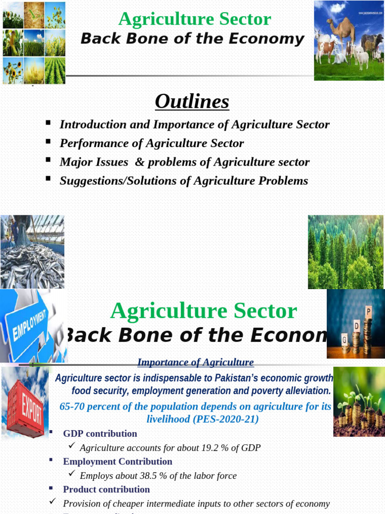 Agriculture Sector Revised | PDF | Agriculture | Rice