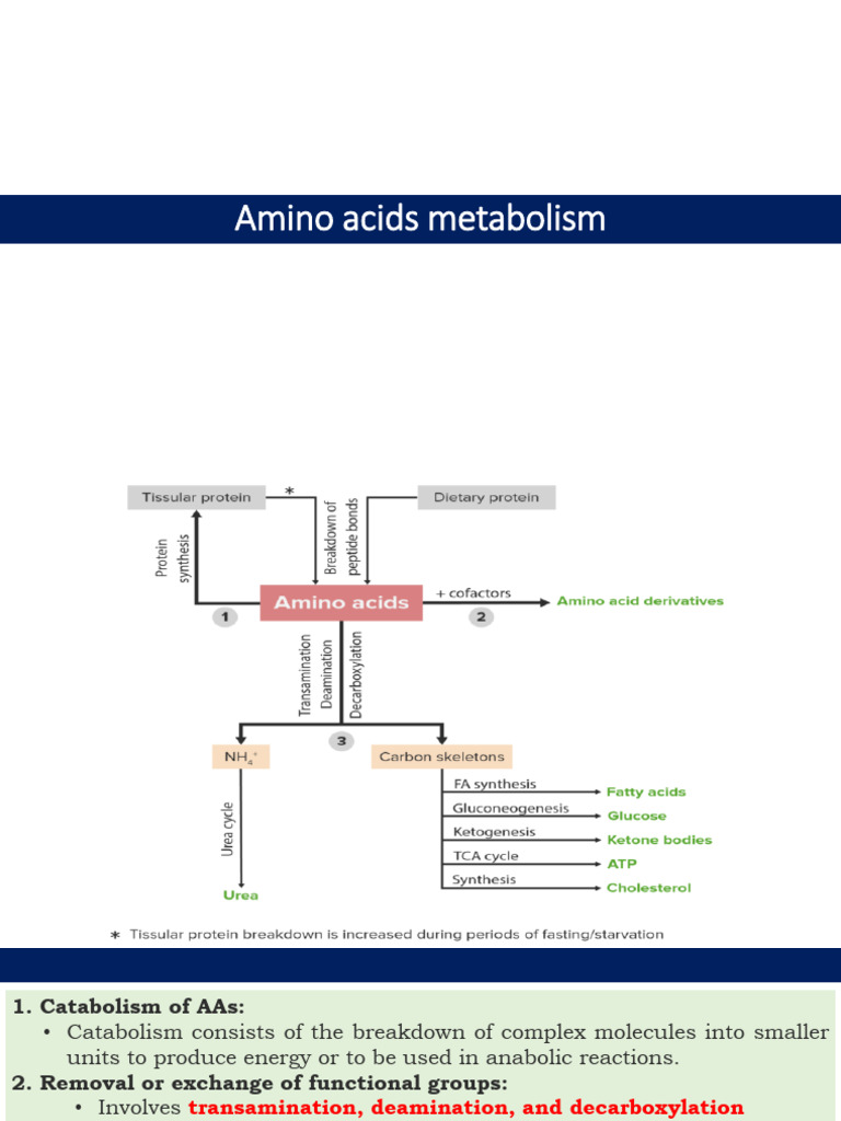 Amino Acids Metabolism Overview | PDF | Amino Acid | Biosynthesis