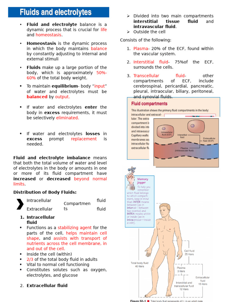 Fluid And Electrolytes Pdf Homeostasis Kidney