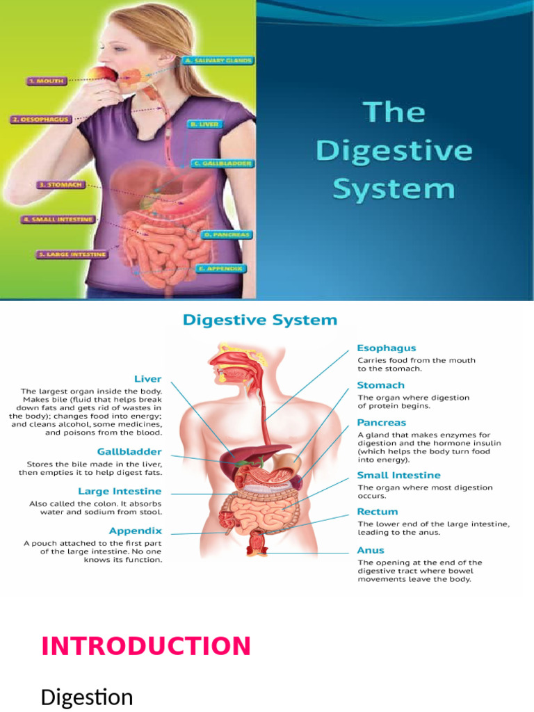 Chapter 1 Introduction to Digestive System | PDF | Human Digestive ...