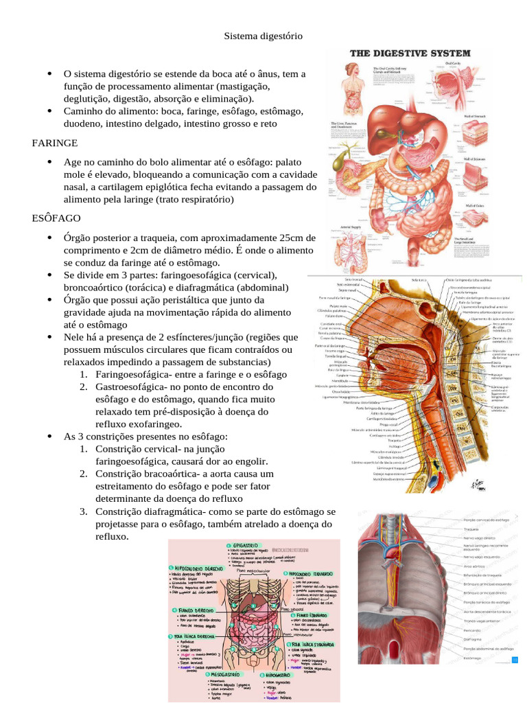 Desenho do Sistema Digestório | PDF | Sistema digestivo humano | Pâncreas