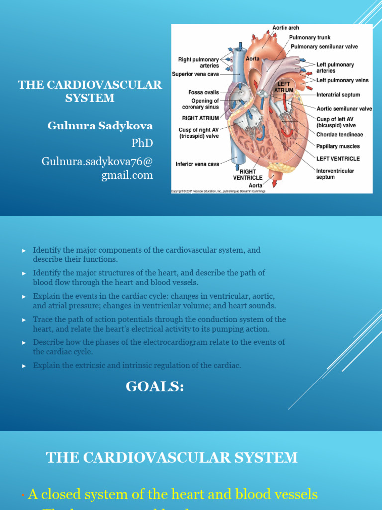 Understanding the Cardiovascular System | PDF | Diastole | Heart