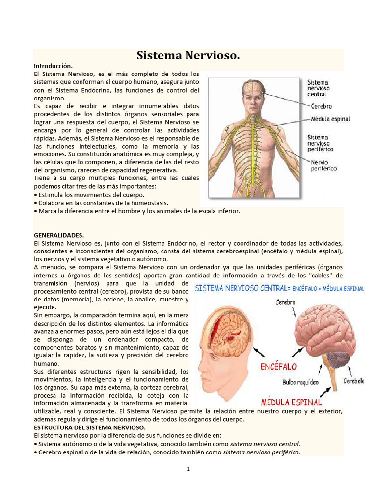Estructura y Funciones del Sistema Nervioso | PDF | Neurona | Sistema ...