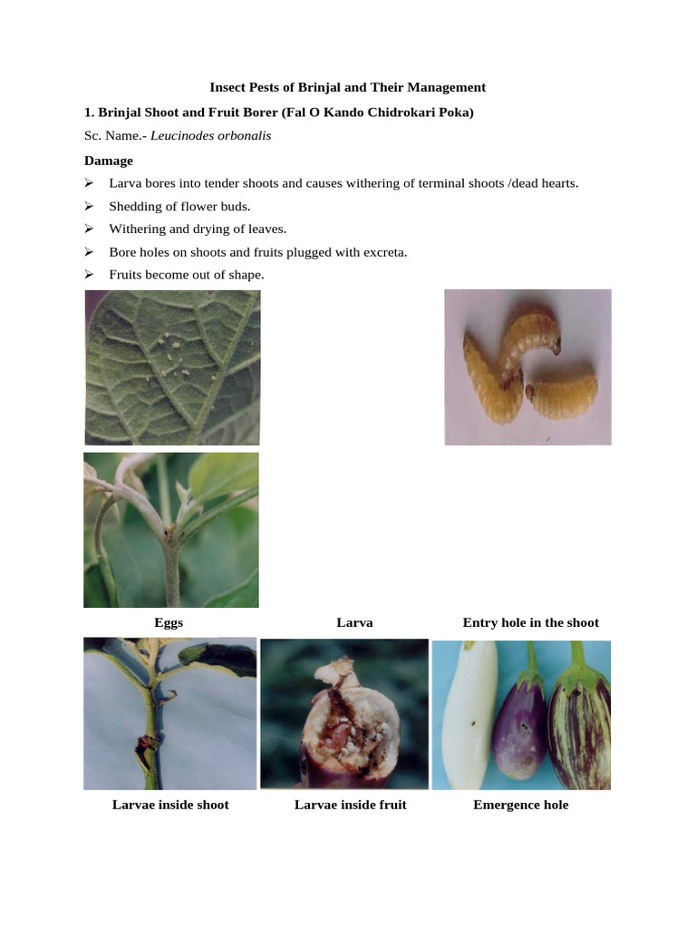 Insect Pests of Vegetables | PDF | Insects | Insects And Humans