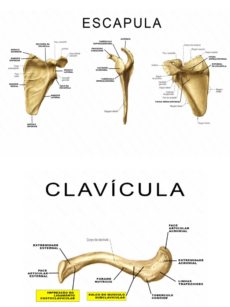 Membros Superiores Anatomia Geral Ossos Arthur Pdf