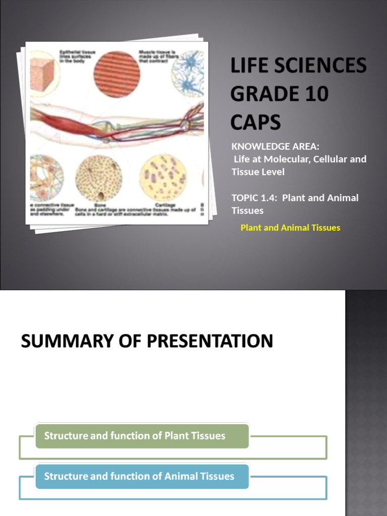 Plant and Animal Tissue Overview | PDF | Epithelium | Tissue (Biology)