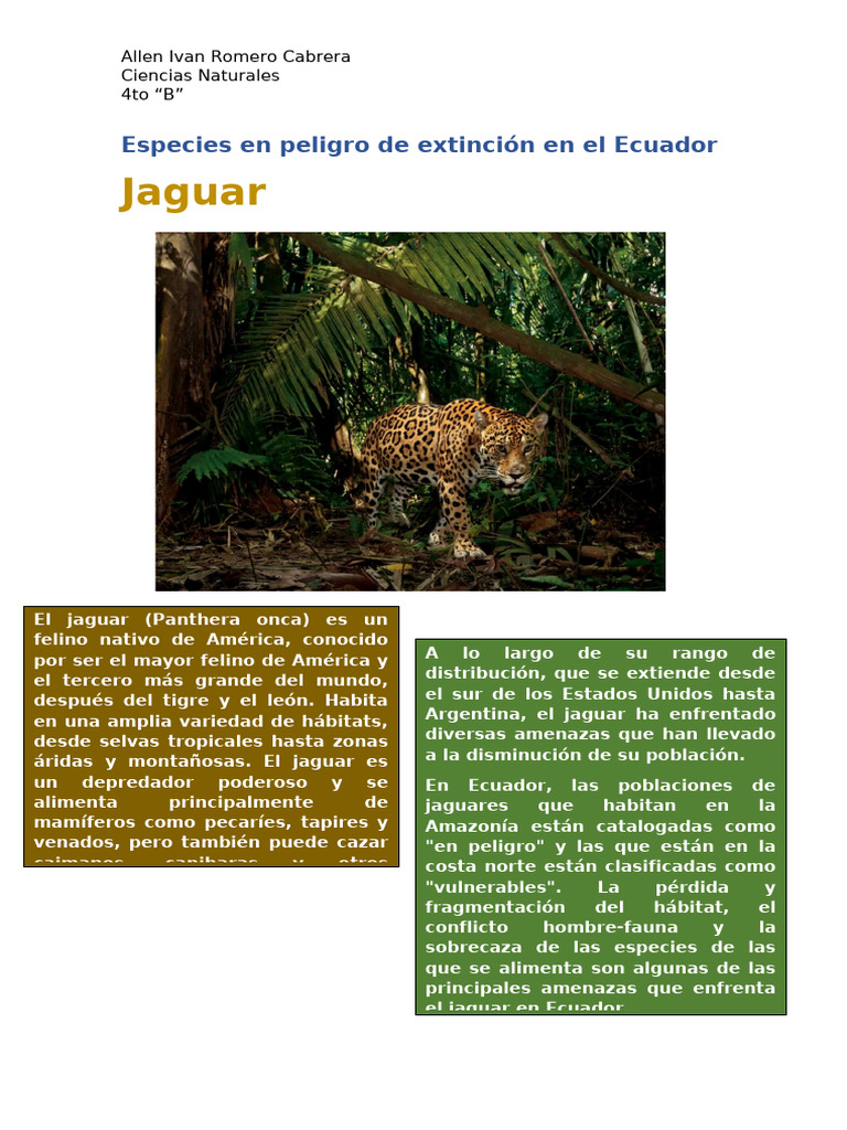 Especies en peligro de extinción en el Ecuador PDF Jaguar