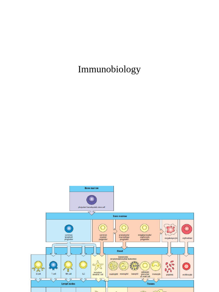 Summary Immunobiology | PDF | T Cell | Major Histocompatibility Complex