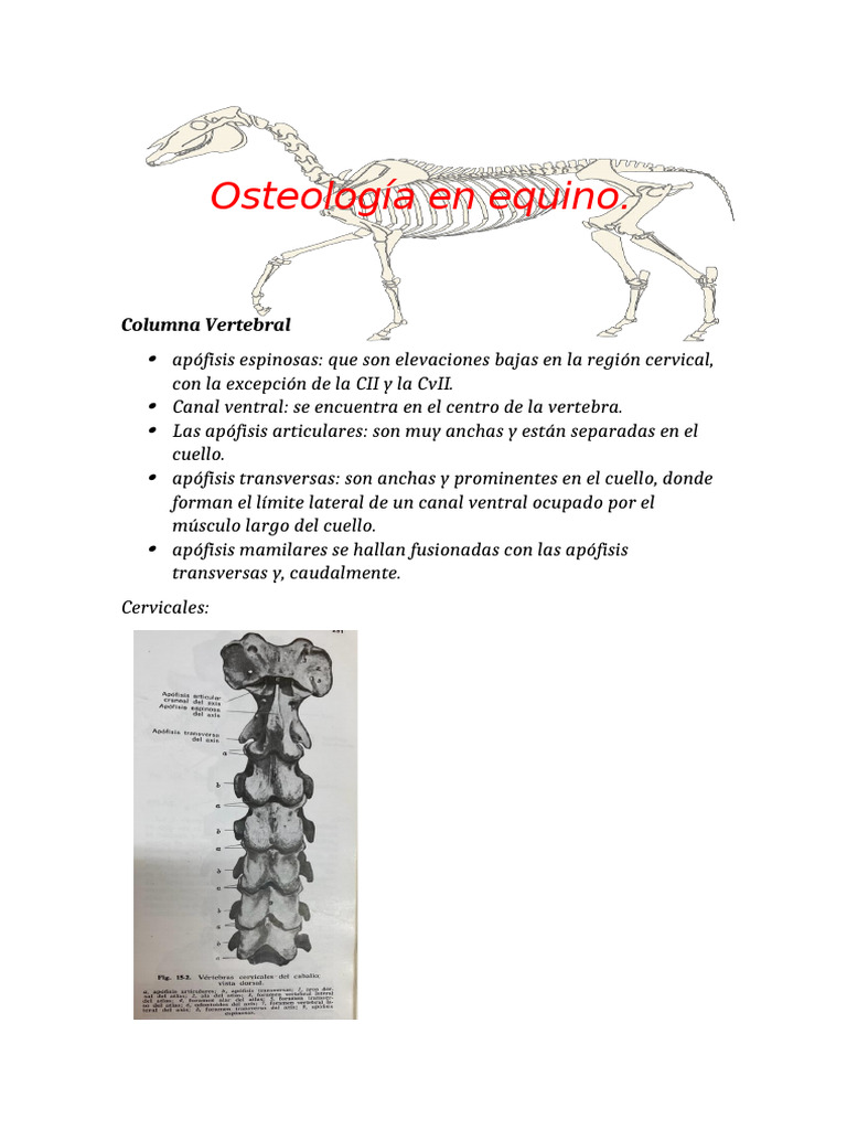 Osteologia Equino Pdf