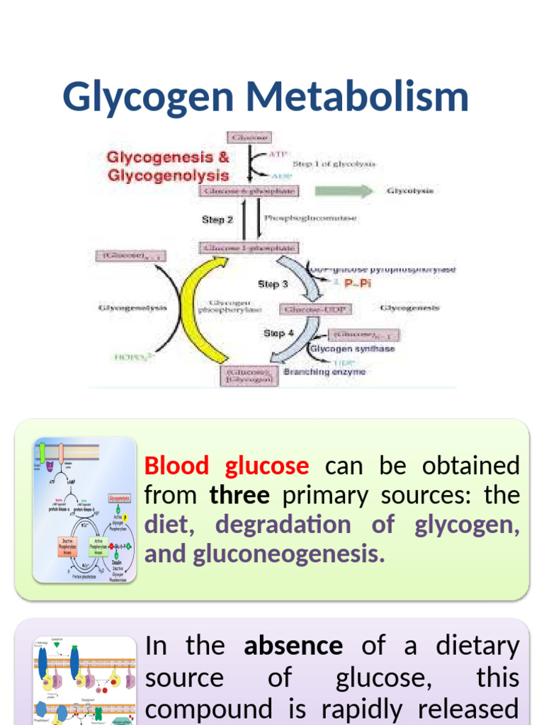 Glycogen Metabolism Overview | PDF | Glycogen | Glucose