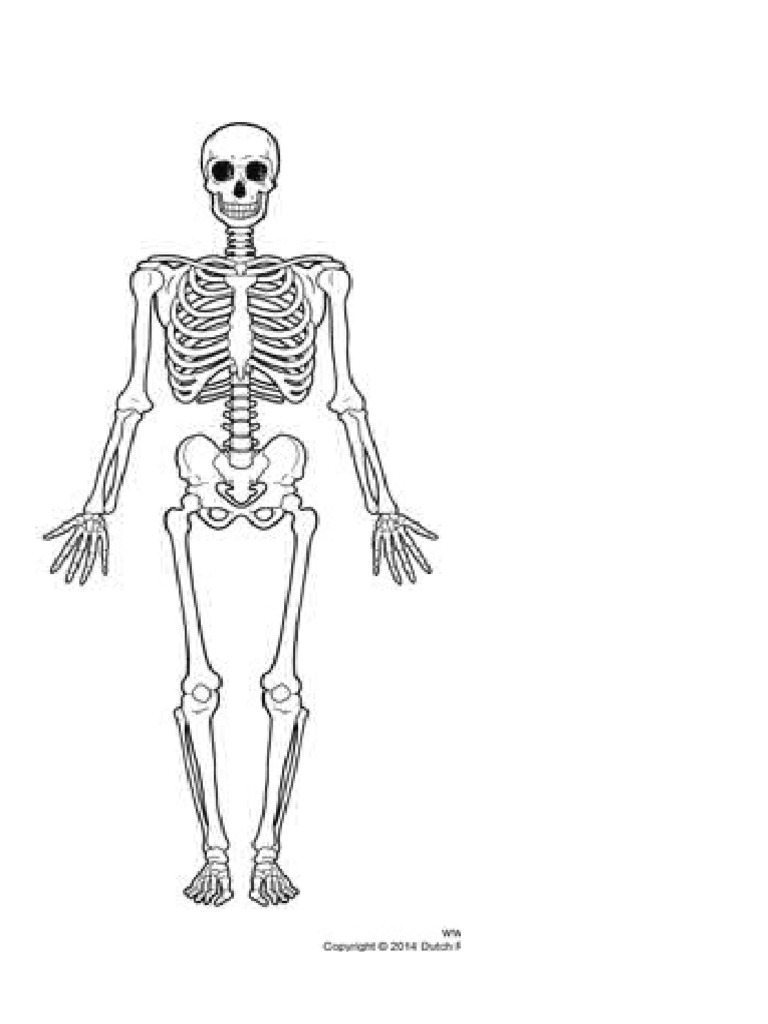 skeleton Biology Diagrams