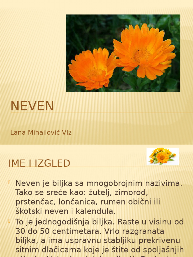 Neven | PDF