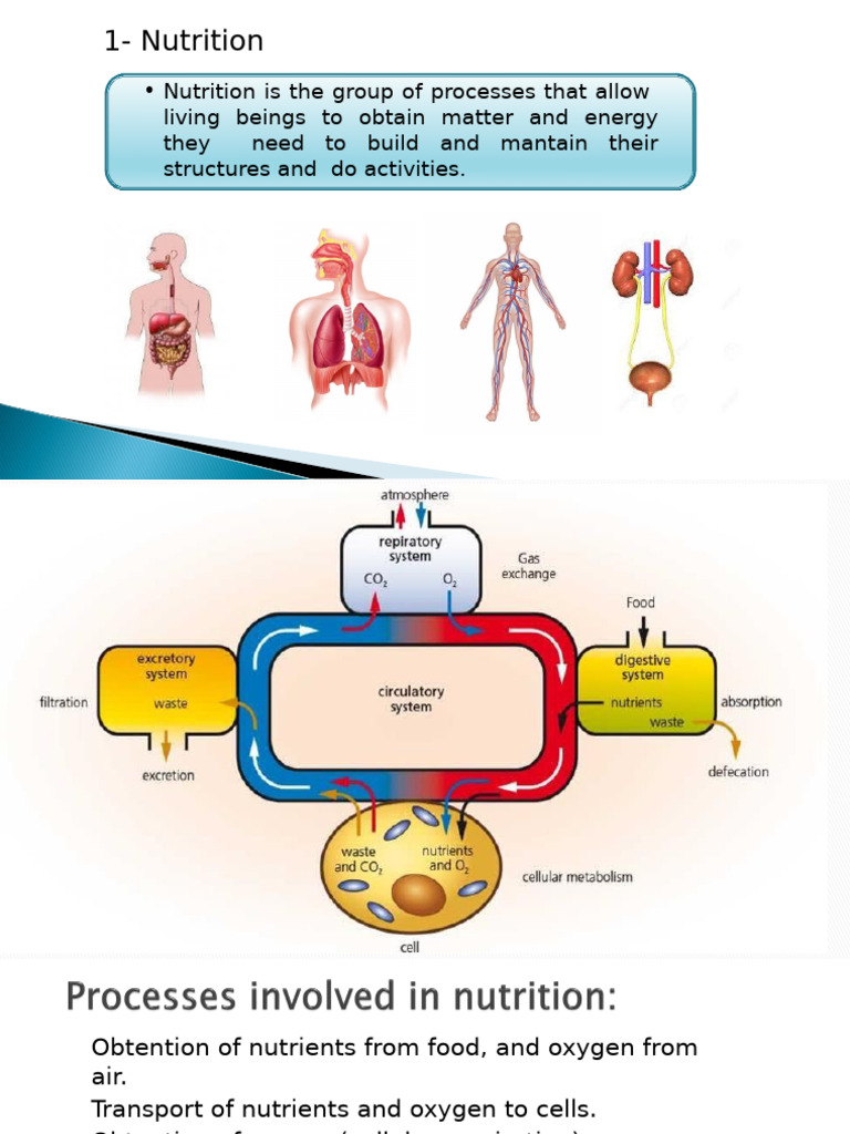 Understanding Nutrients and Their Functions | PDF | Nutrients | Nutrition