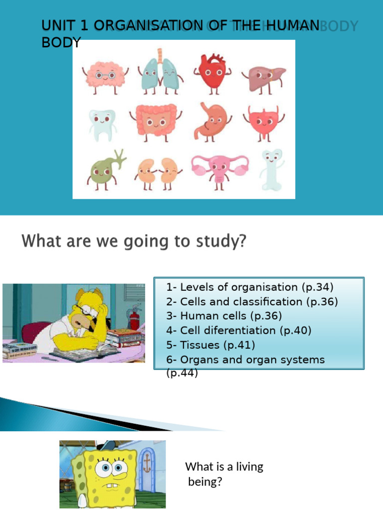 Unit 1 Organization of The Human Body | PDF | Epithelium | Cell (Biology)