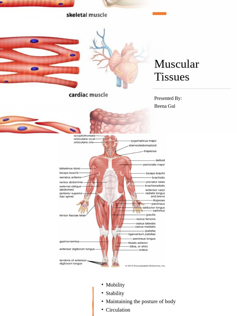 Lec#5 Muscles Anatomy | PDF | Cardiac Muscle | Muscle Contraction