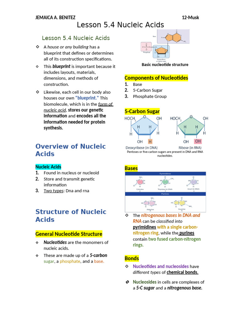 Understanding Nucleic Acids and Their Functions | PDF | Nucleotides ...