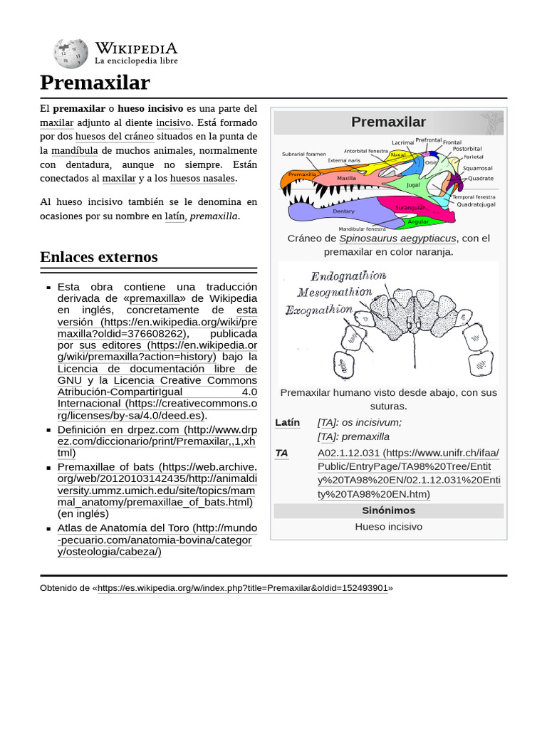 Anatomía del Premaxilar en Vertebrados | PDF