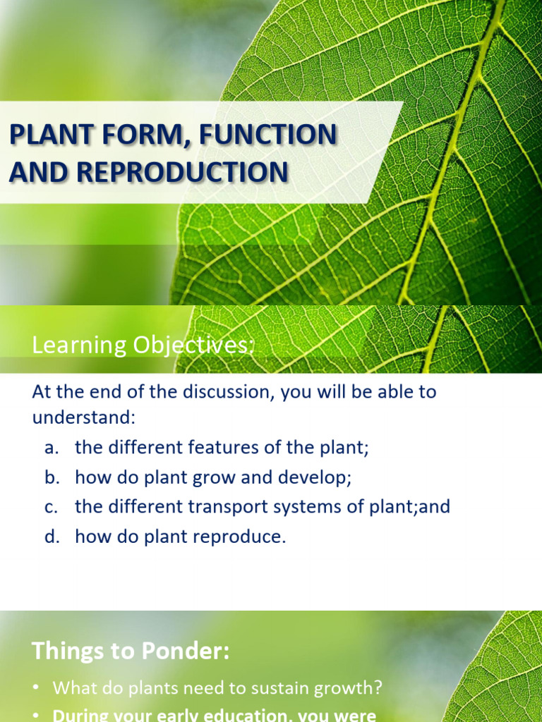 Plant Form Function Reproduction | PDF | Root | Leaf