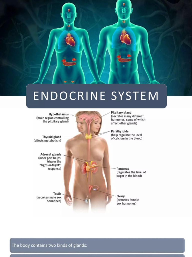 Endocrine System | PDF