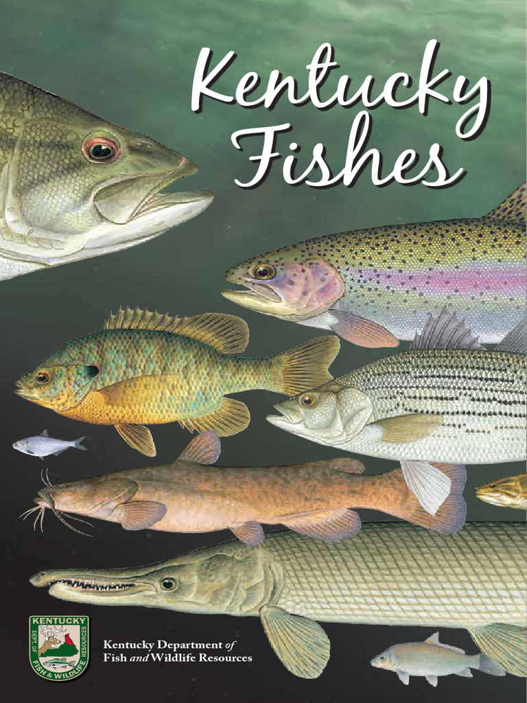 Kentucky's Native Fish Species Guide | PDF | Rainbow Trout | Fish