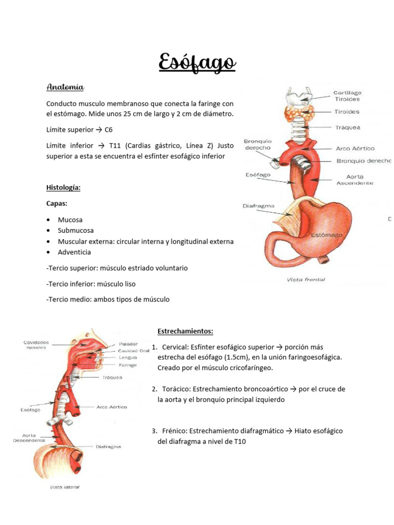 Anatomía y Fisiología del Esófago | PDF | Esófago | Laringe