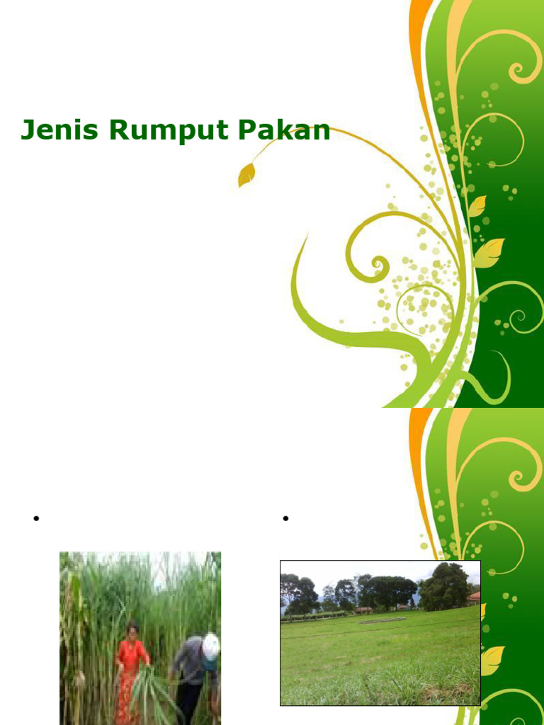 Jenis-Jenis Rumput Pakan Ternak | PDF | Sains & Matematika