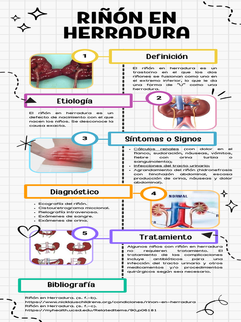 Infografía Riñón en Herradura | PDF