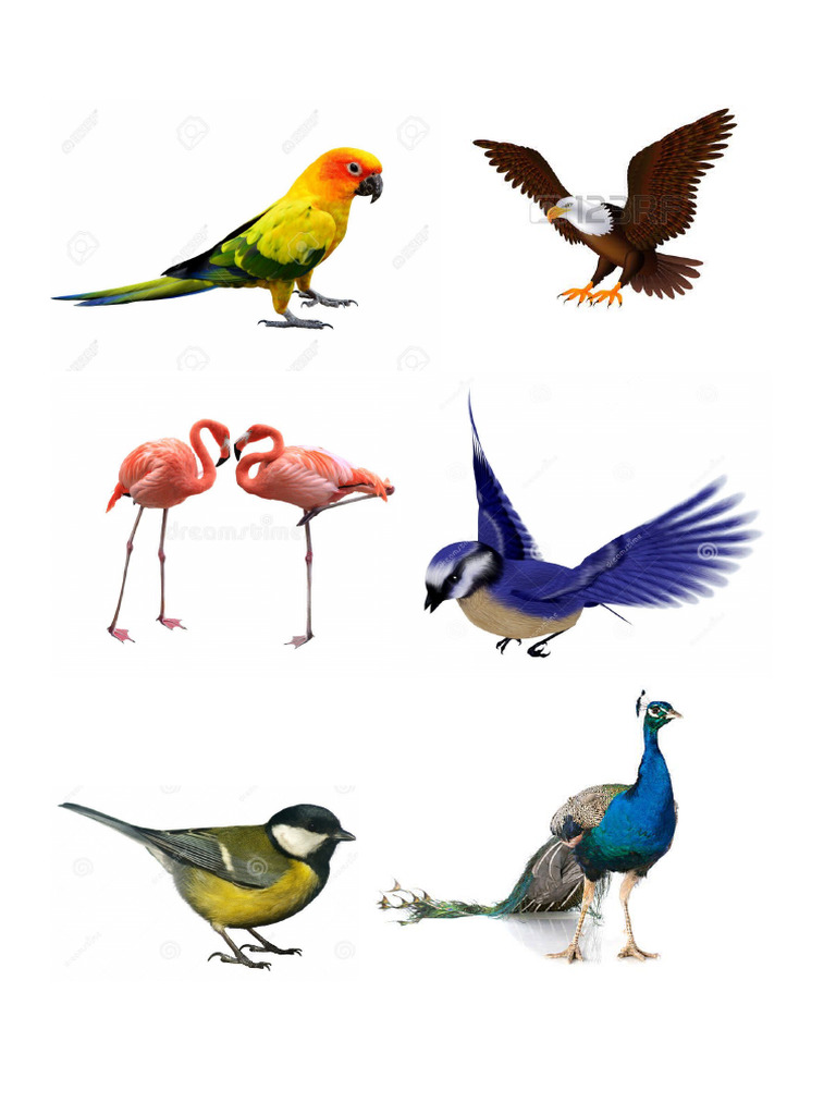 Birds Print | PDF