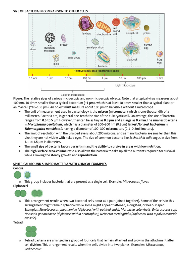 Bacteria Morphology 240920 200721 | PDF | Bacteria | Microbiology