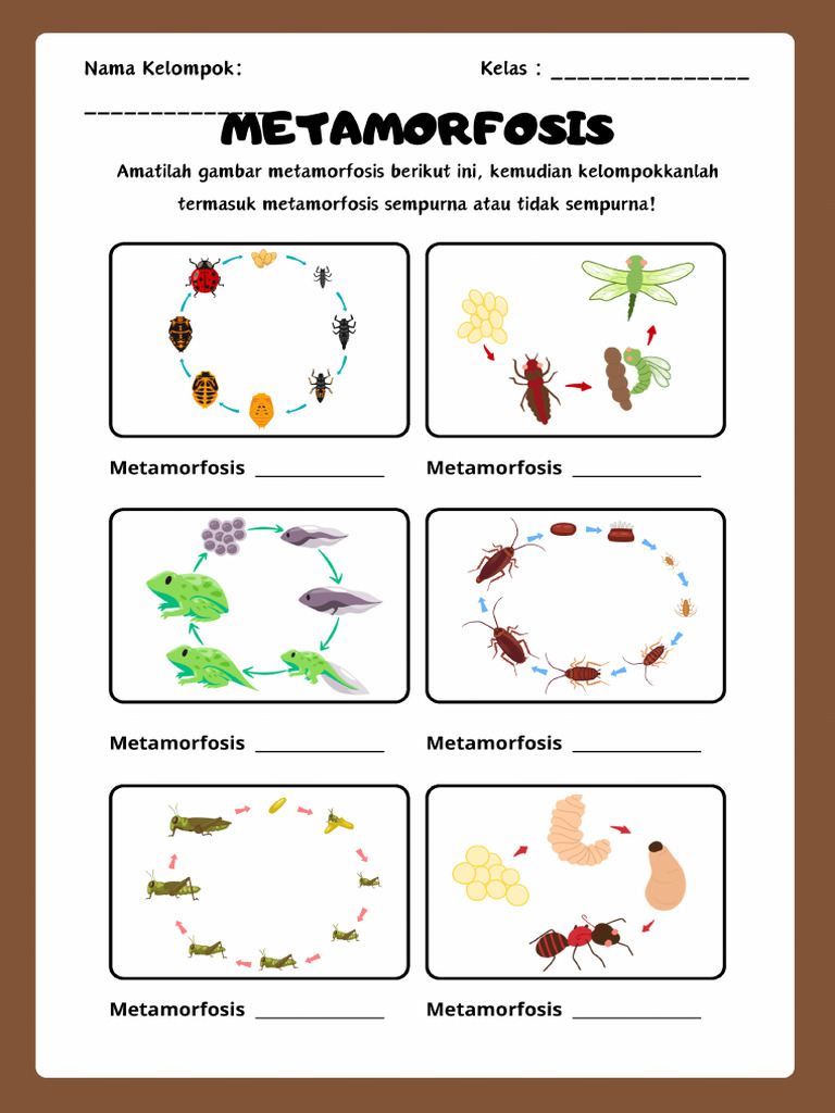 Lembar Kerja Metamorfosis Ilustrasi Putih Coklat | PDF