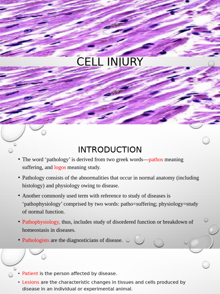 Cell Injury and Adaptation | PDF | Endoplasmic Reticulum | Mitochondrion