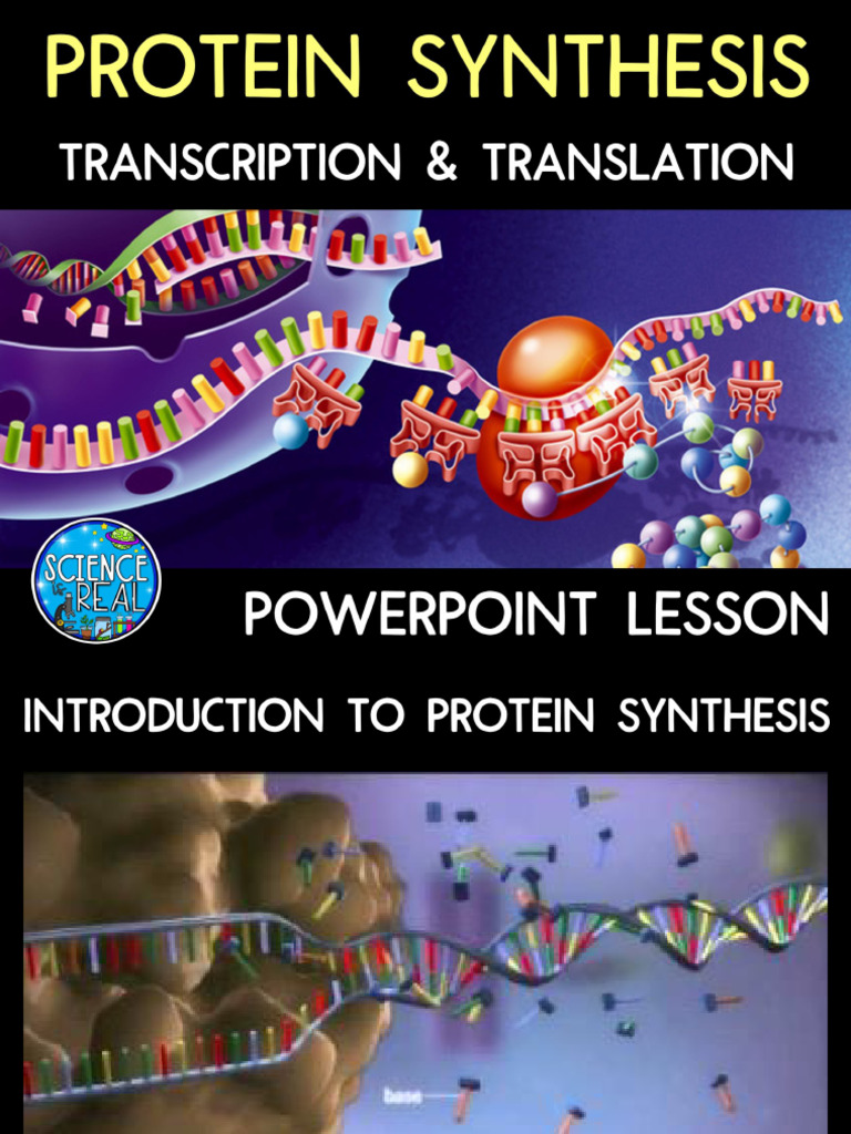 Protein Synthesis in Eukaryotic Cells | PDF | Rna | Translation (Biology)