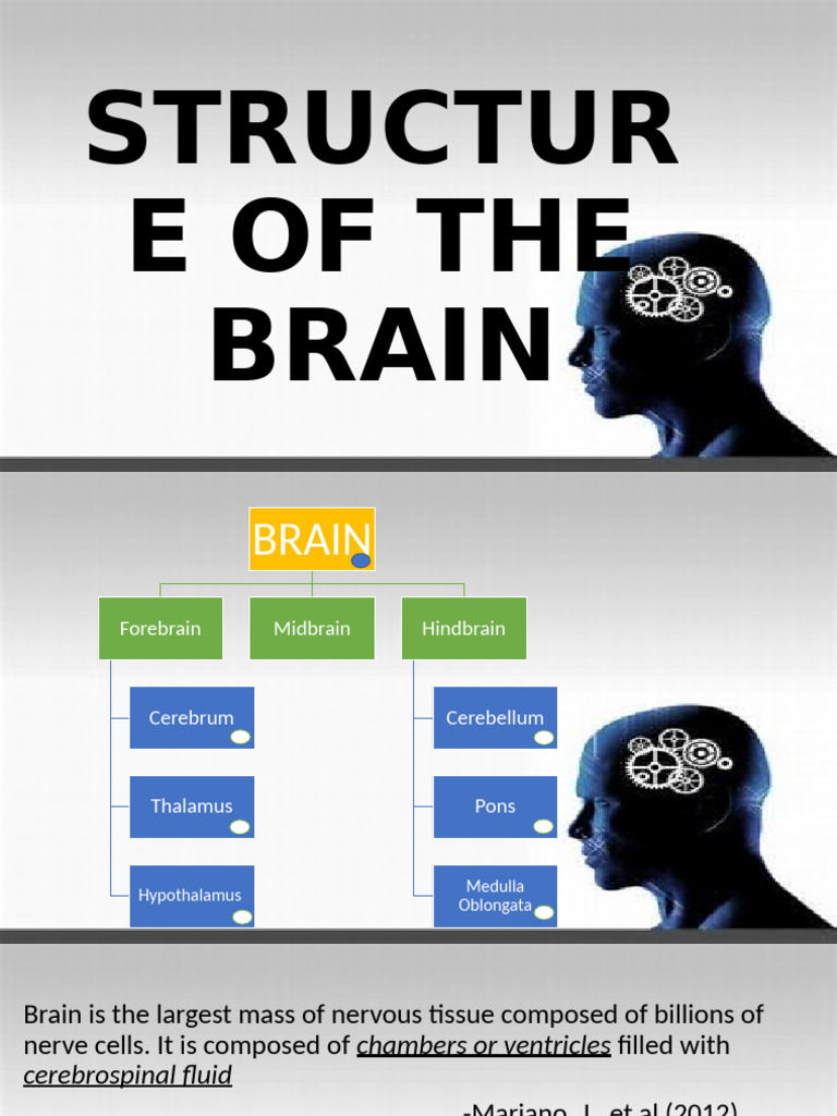 Structure of The Brain | PDF | Brain | Thalamus