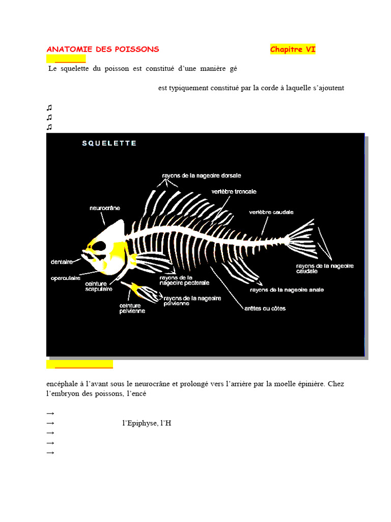 Anatomie des Poissons Squelette et Systèmes PDF Cœur Sang — free download