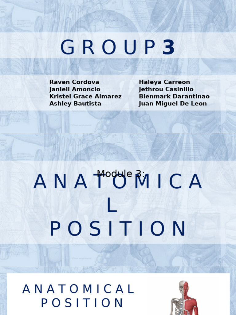 GRP 3 Anatomical Position | PDF | Anatomical Terms Of Motion ...