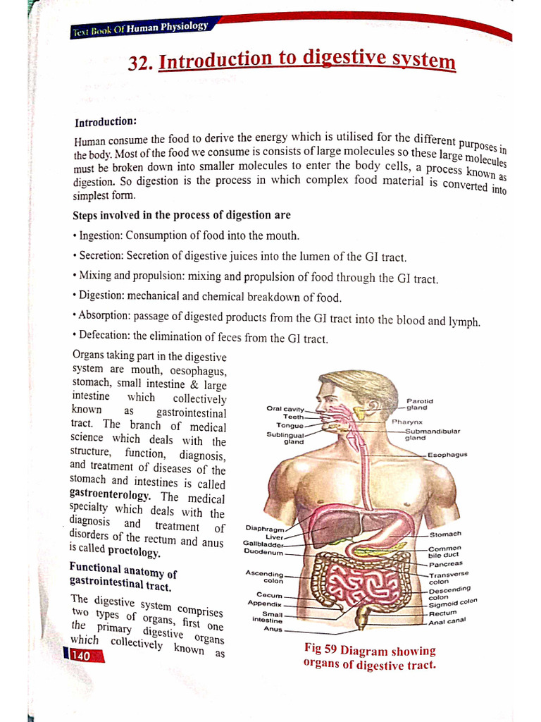 Physiology of Gastrointestinal System | PDF
