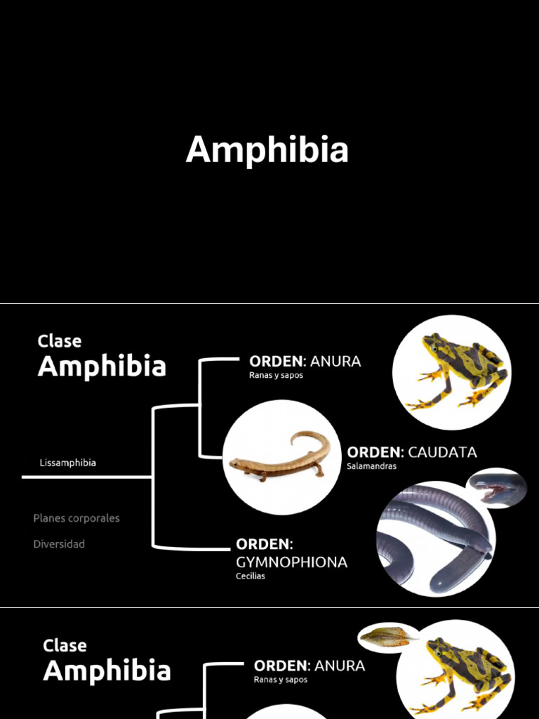 Amphibia | PDF