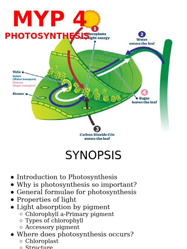 Understanding Photosynthesis Basics | PDF | Photosynthesis | Chloroplast