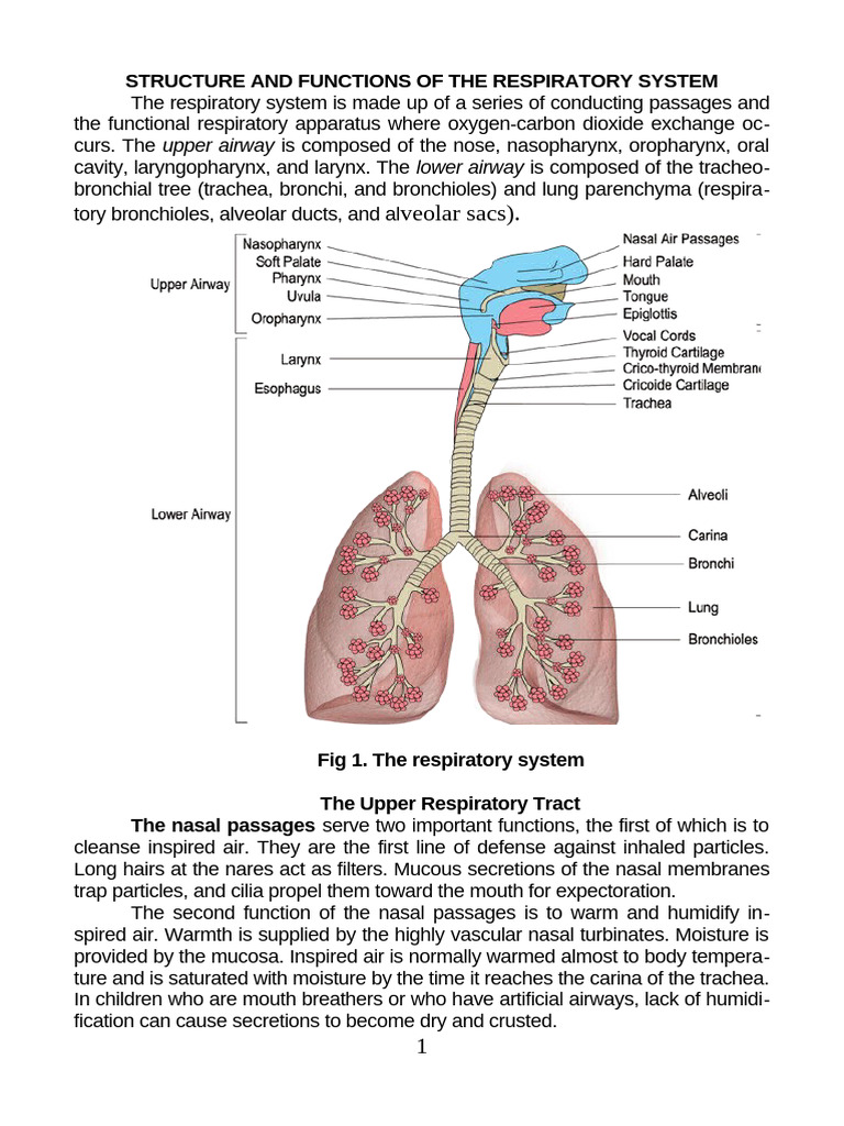 164373266652328 | PDF | Respiratory Tract | Lung