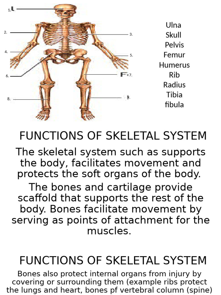 Functions of Skeletal System | PDF