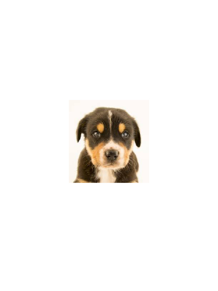 Dog Jpeg | PDF