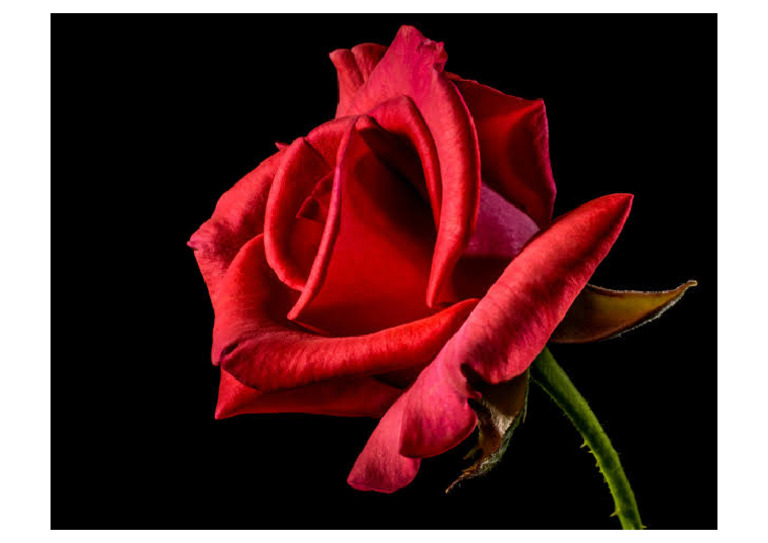 Rose 1 | PDF
