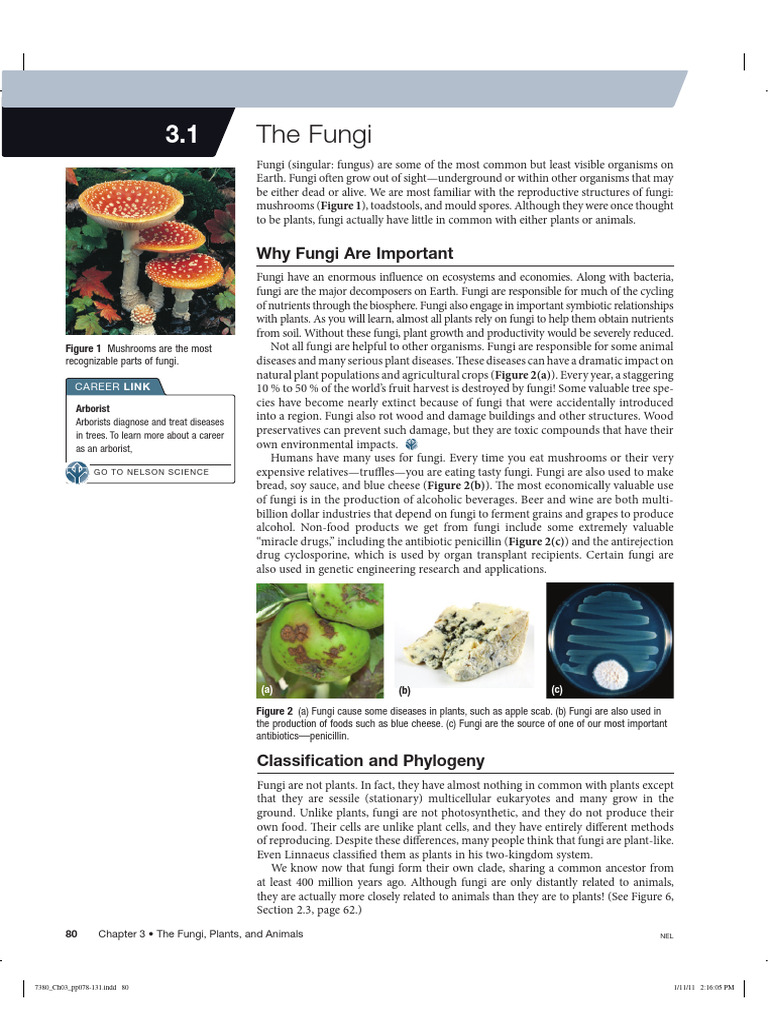 Screenshot 2024-03-07 at 02.02.00 | PDF | Fungus | Spore