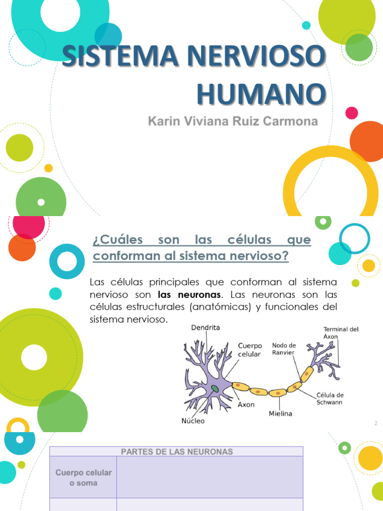 Funciones y Beneficios de las Neuronas | PDF | Neurona | Sistema nervioso
