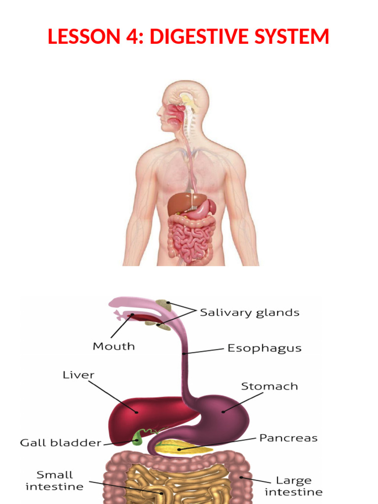 Lesson 4 - Digestive System | PDF | Gastrointestinal Tract | Large ...